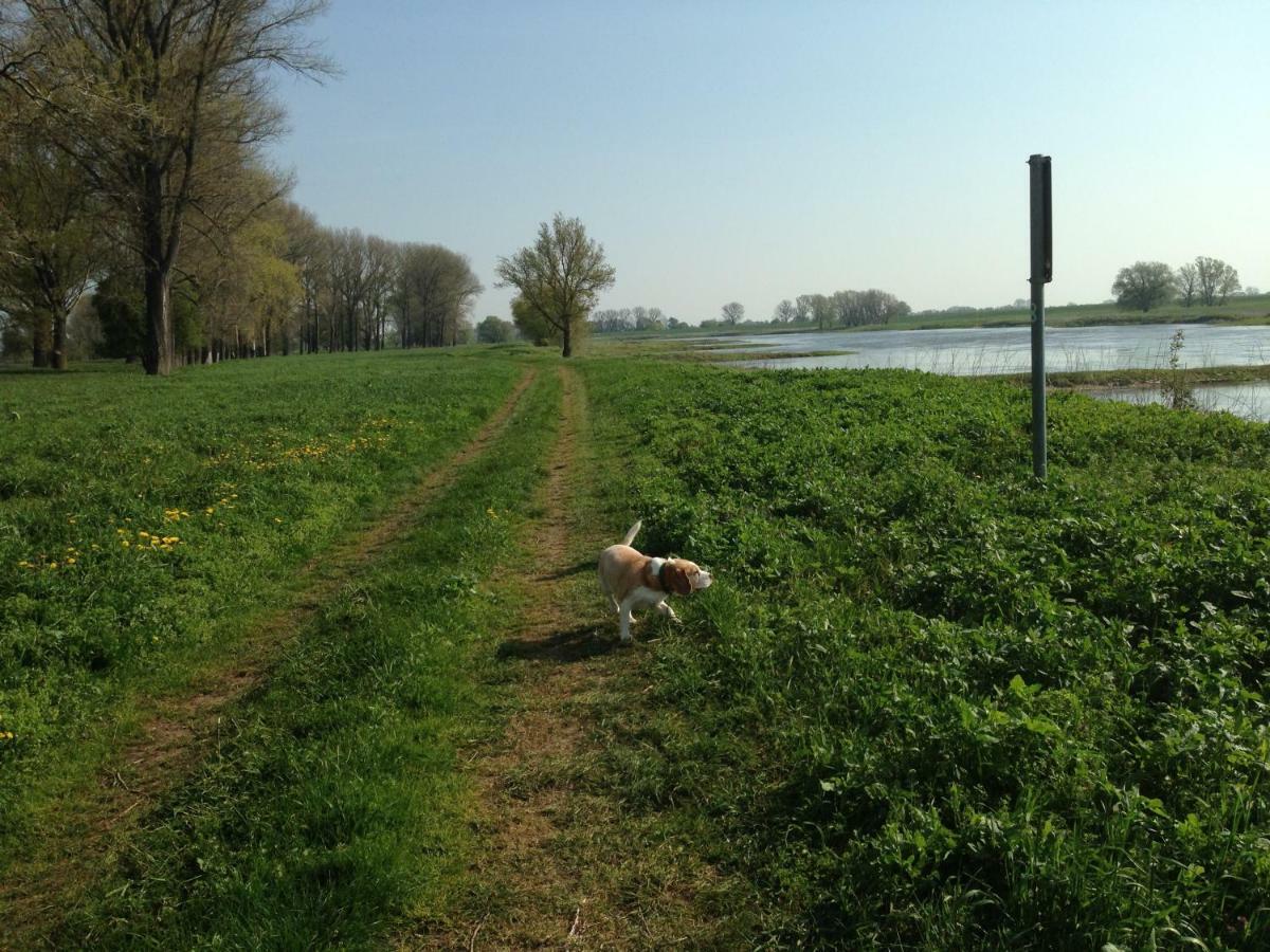 An Den Elbwiesen Gz Fewo Elbeblick Nur Nichtraucher Dommitzsch ภายนอก รูปภาพ